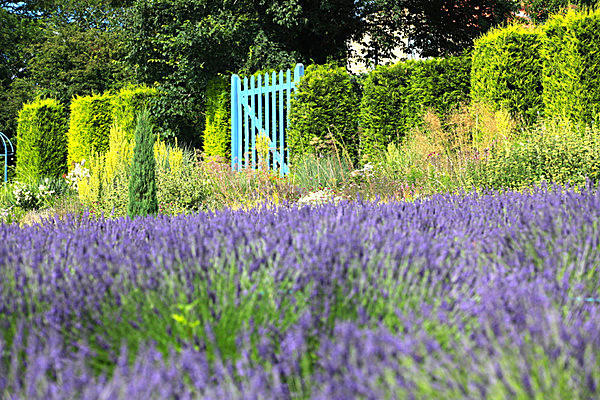 IMG_8778 - LAVENDER FARM  TERRINGTON  YORK