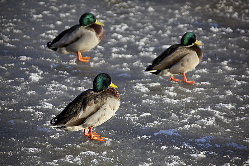 IMG_8566 - DUCKS ON THIN ICE ROWNTERRS PARKYORK Version 2 copy 2 - PORTFOLIO 2015