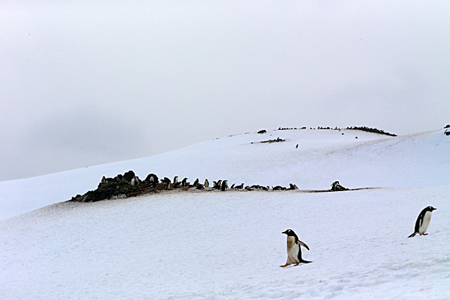  - ANTARCTICA NOV 2014