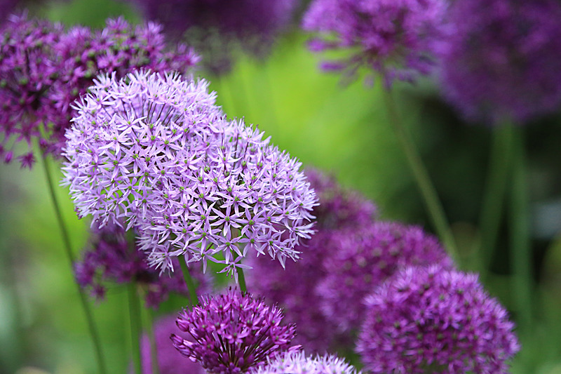 JUNE 2015-5 - FOUR SEASONS MUSEUM GARDENS