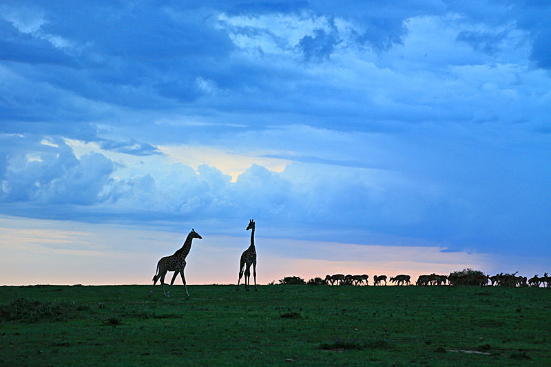  - MASAI MARA, KENYA  OCT 2014