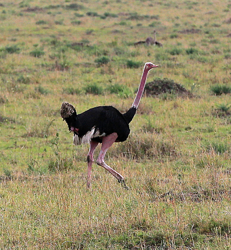  - MASAI MARA, KENYA  OCT 2014