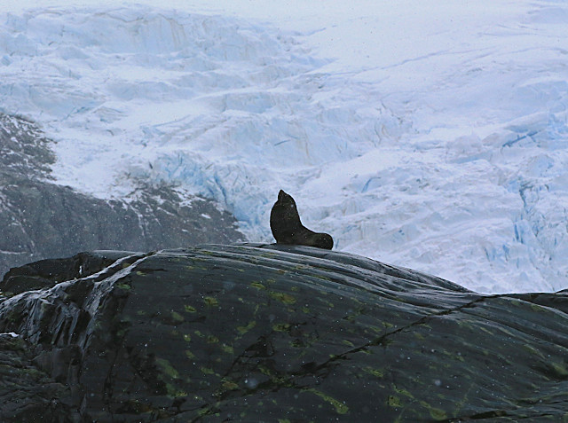  - ANTARCTICA NOV 2014