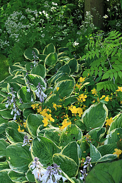 IMGL6019_2 - MUSEUM GARDENS