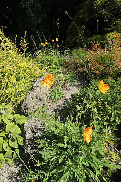 IMGL7758_2 - MUSEUM GARDENS