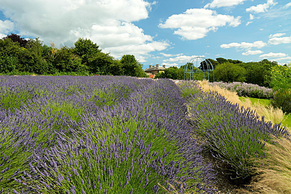 IMGL7968 - Version 2 - LAVENDER FARM  TERRINGTON  YORK