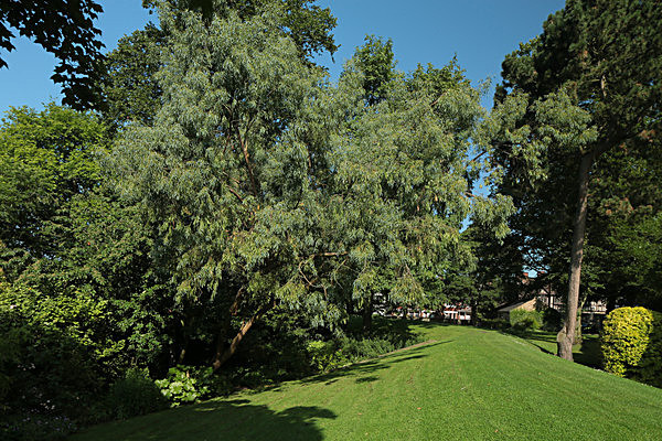 IMGL7734 - MUSEUM GARDENS