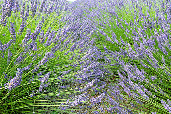 IMGL7982 - Version 2 - LAVENDER FARM  TERRINGTON  YORK