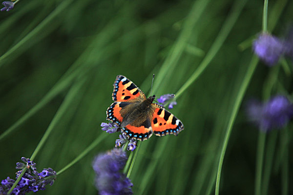 IMG_8722 - LAVENDER FARM  TERRINGTON  YORK