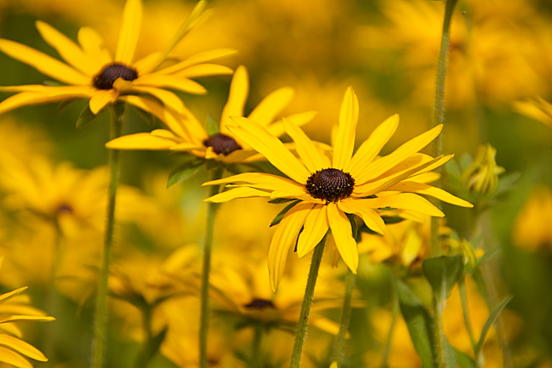 AUGUST 2014  -6 - FOUR SEASONS MUSEUM GARDENS