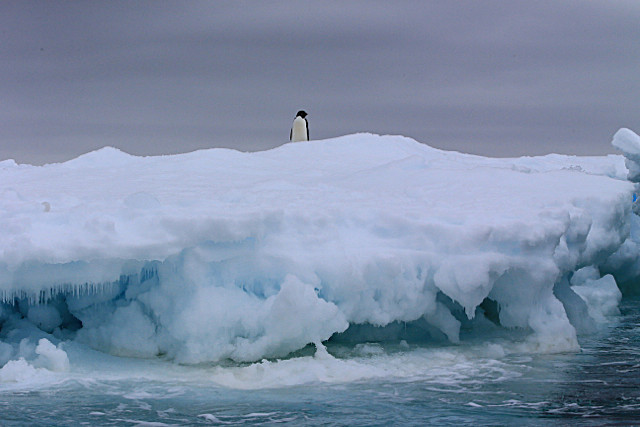  - ANTARCTICA NOV 2014