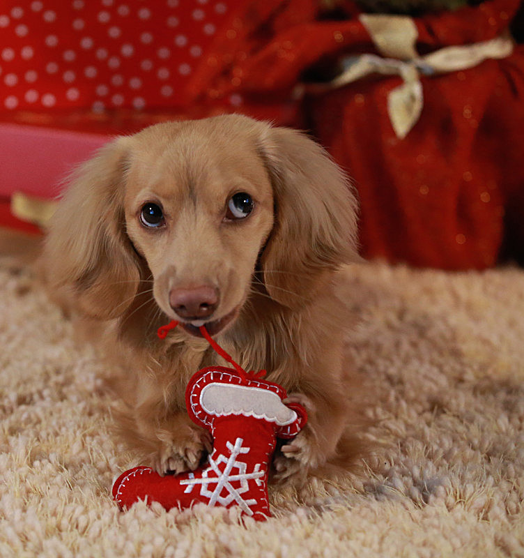 Teddy's Christmas Stocking - CHRISTMAS SHOPPING AT TEDDY MAXIMUS - As seen in Dec 2015 'Vogue Magazine'