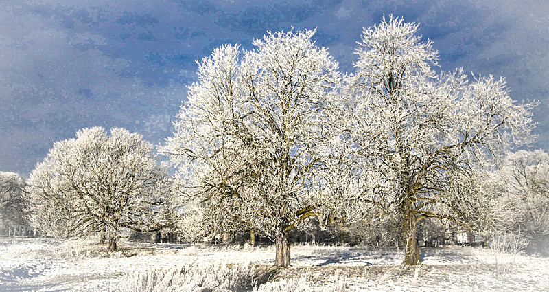 IMG_2066 HOAR FROST YORK KNAVESMIRE  1  -13 copy - Version 2-2 - PORTFOLIO 2015