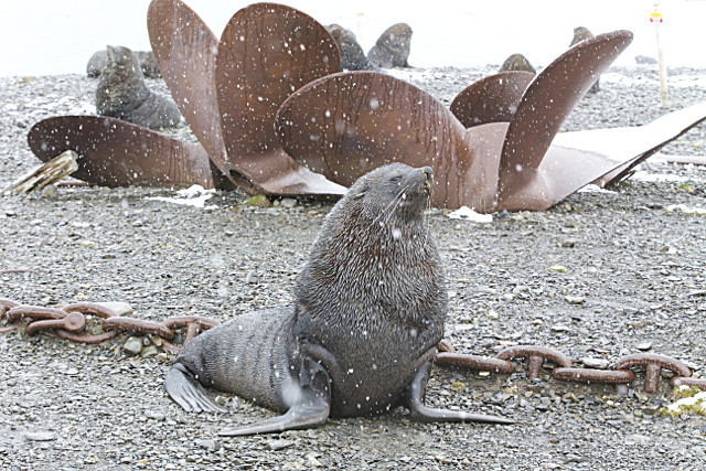 - ANTARCTICA NOV 2014