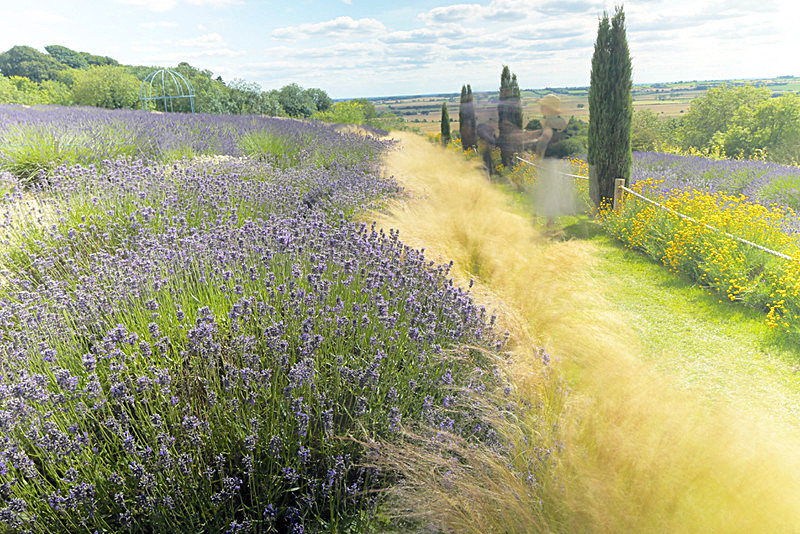 TERRINGTON LAVENDER FARM N YORKSHIRE - LIGHT and LAND MALL GALLERIES EXHIBITION 2015