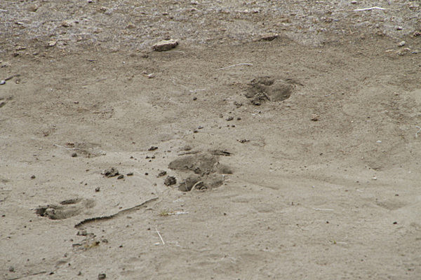 IMG_8388_2 - SVALBARD 2013
