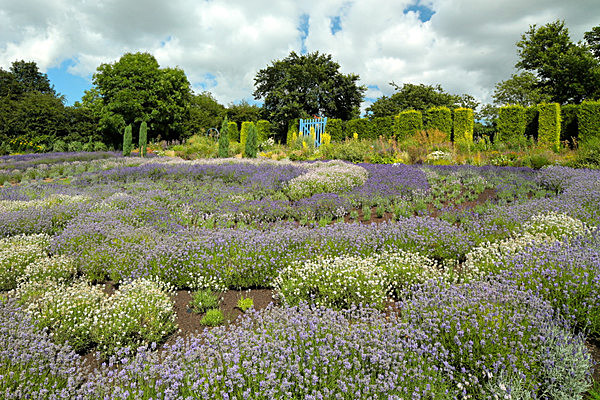 IMGL7945 - Version 2 - LAVENDER FARM  TERRINGTON  YORK