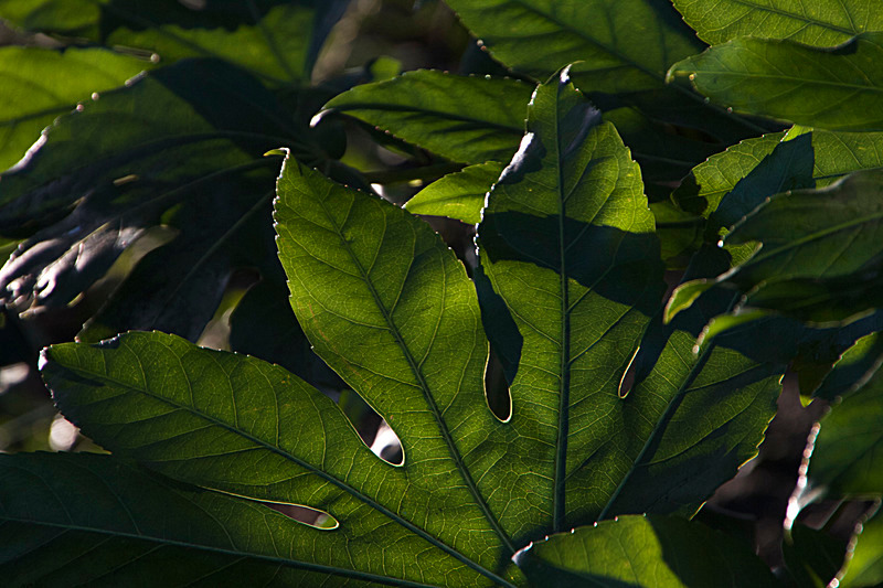 JANUARY 2015 -2 - FOUR SEASONS MUSEUM GARDENS