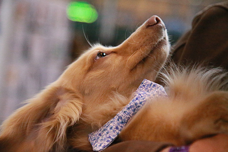 BV6R9386 - TEDDY MAXIMUS at Crufts March 2016. https://teddymaximus.com/