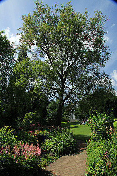 IMG_8141_2 - MUSEUM GARDENS