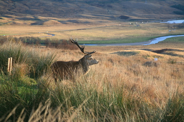 2. STAG, GLEN COE - SCOTLAND