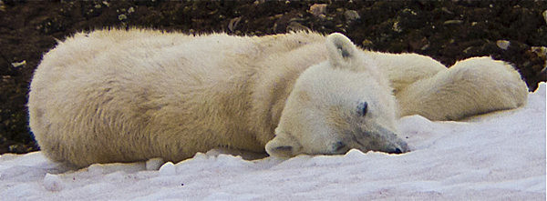 IMG_7453Polar Bear copy - SVALBARD 2013