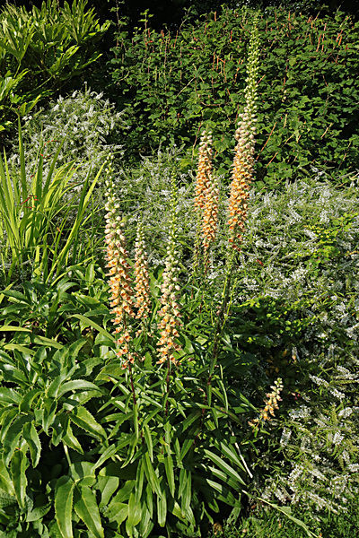 IMGL7678_2 - MUSEUM GARDENS