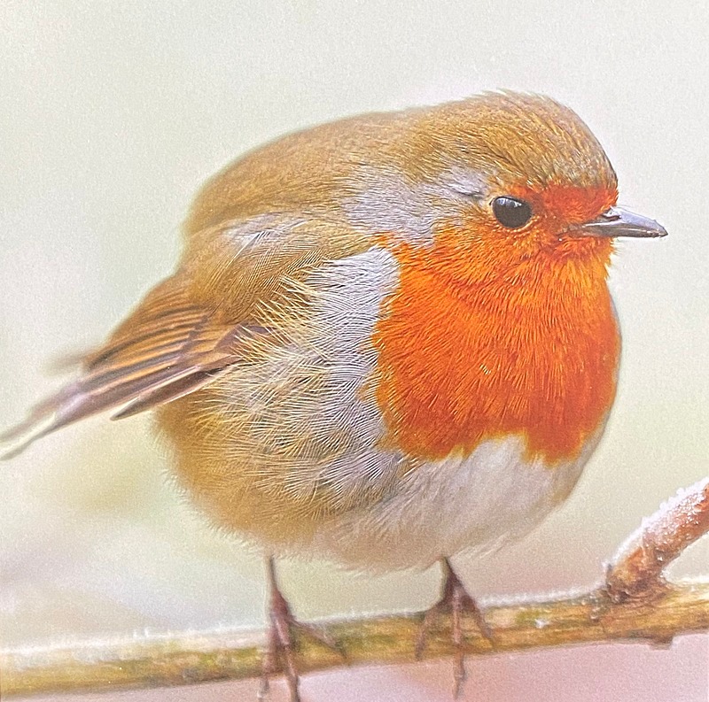 Winter Robin - York Against Cancer Christmas Cards 2020 & Calendar 2021