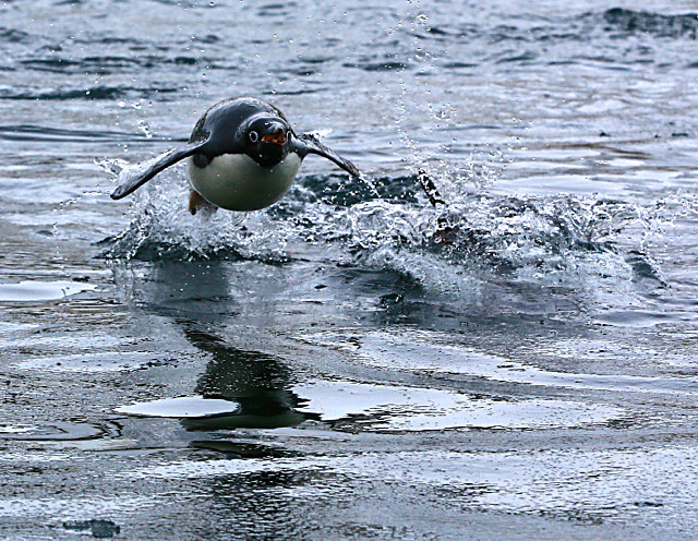  - ANTARCTICA NOV 2014