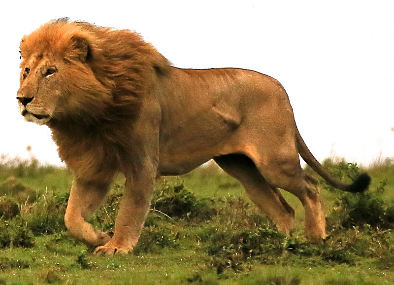  - MASAI MARA, KENYA  OCT 2014