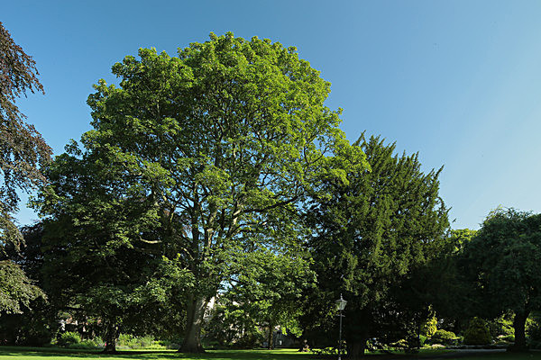 IMGL7743 - MUSEUM GARDENS