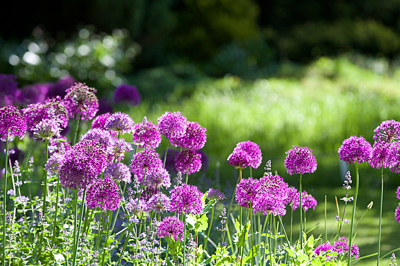 JUNE 2015-9 - FOUR SEASONS MUSEUM GARDENS