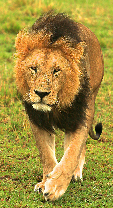  - MASAI MARA, KENYA  OCT 2014