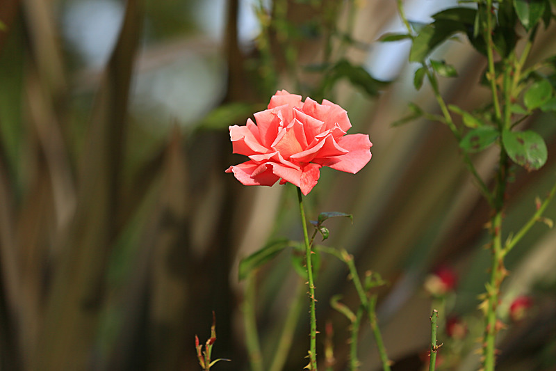 SEPTEMBER  2014   -24 - FOUR SEASONS MUSEUM GARDENS