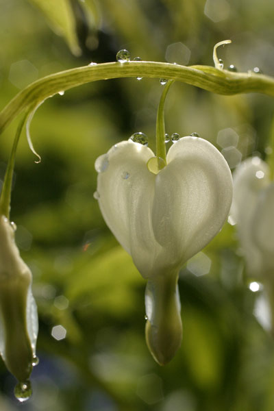 5 Dicentra 2 - FLOWERS