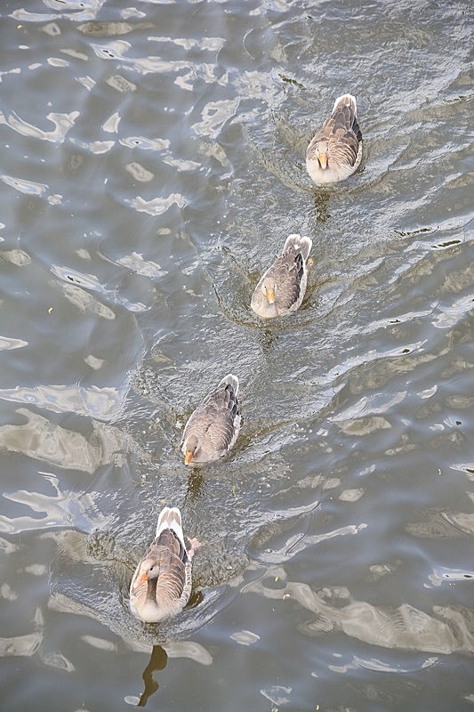 BV6R1742 - DRAGON BOAT RACES 2015 York Rotary Club