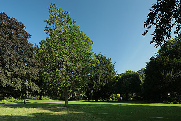 IMGL7742 - MUSEUM GARDENS