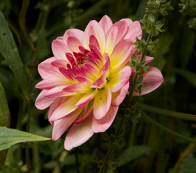 AUGUST 2014-2 - FOUR SEASONS MUSEUM GARDENS