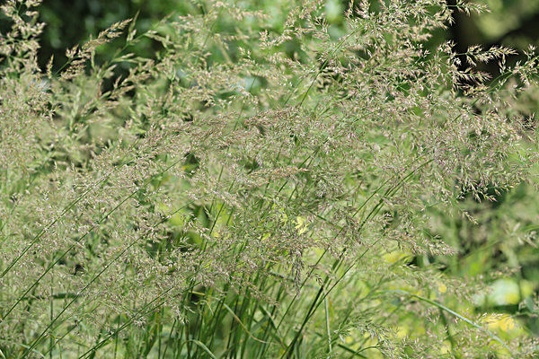 IMGL5709 - MUSEUM GARDENS