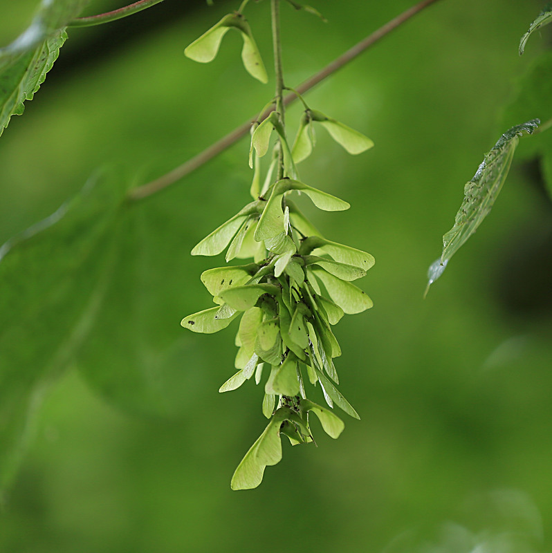 JUNE 2014-2 - FOUR SEASONS MUSEUM GARDENS