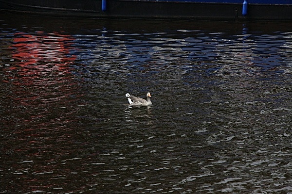  - DRAGON BOAT RACE 2009   2