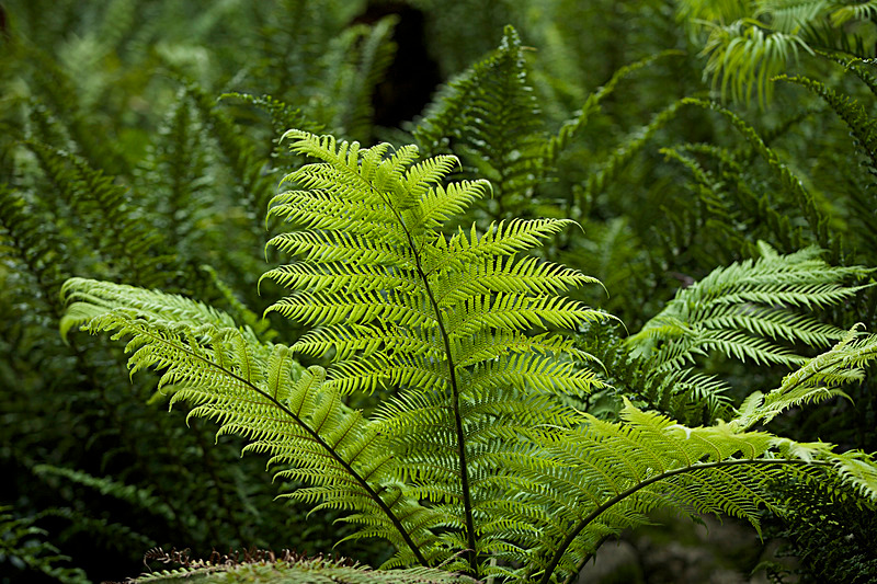 JUNE 2014  -8 - FOUR SEASONS MUSEUM GARDENS