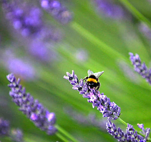 IMG_8749 - Version 4 - LAVENDER FARM  TERRINGTON  YORK