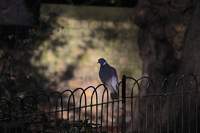 JANUARY  2015  -3 - FOUR SEASONS MUSEUM GARDENS