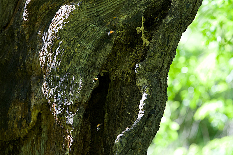 JUNE 2015-11 - FOUR SEASONS MUSEUM GARDENS