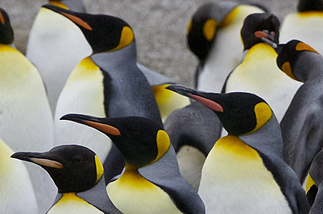  - ANTARCTICA NOV 2014