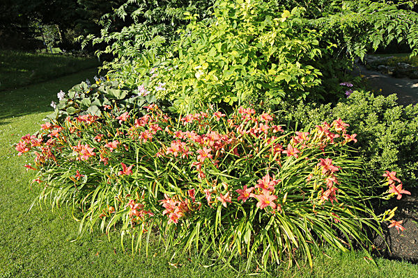 IMGL7637 - MUSEUM GARDENS