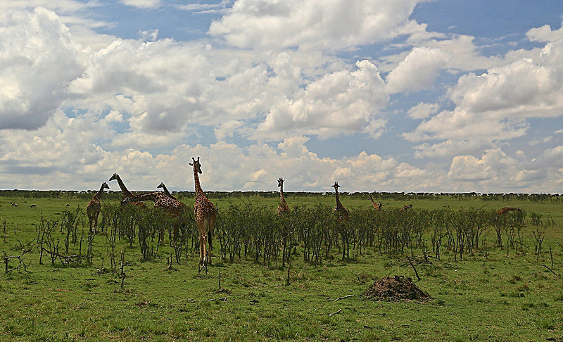  - MASAI MARA, KENYA  OCT 2014