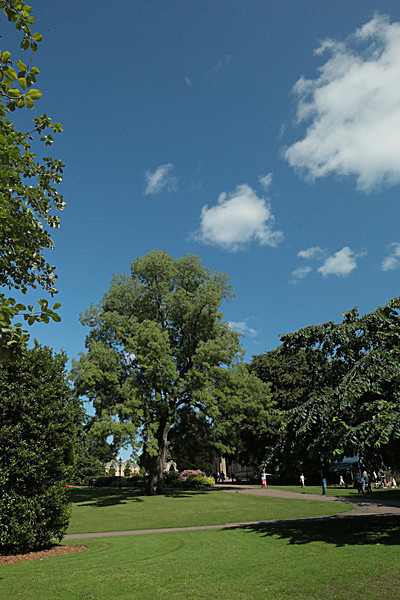 IMGL7833_2 - MUSEUM GARDENS