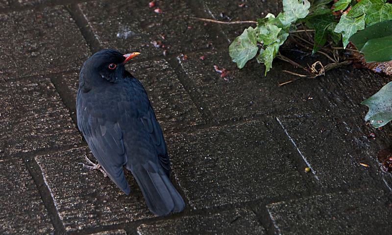 DECEMBER 2014-4 - FOUR SEASONS MUSEUM GARDENS